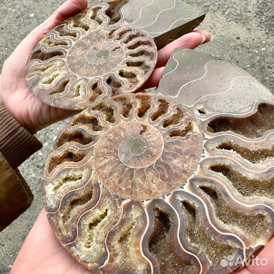 Окаменелости аммониты пара аммонитов