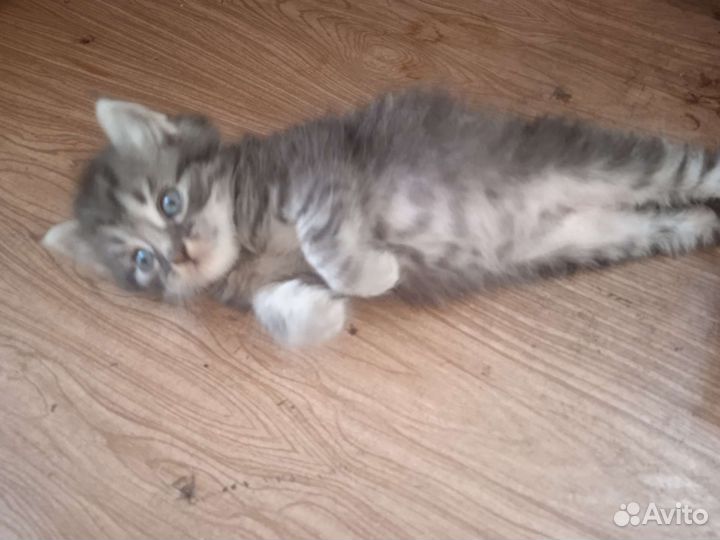 Котята в добрые руки бесплатно