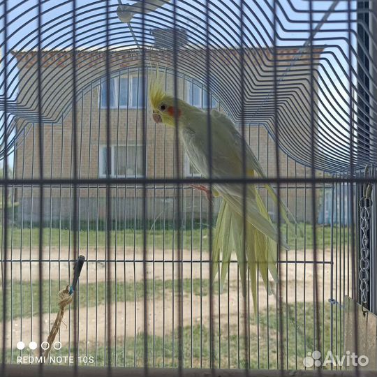 Попугай корелла с клеткой