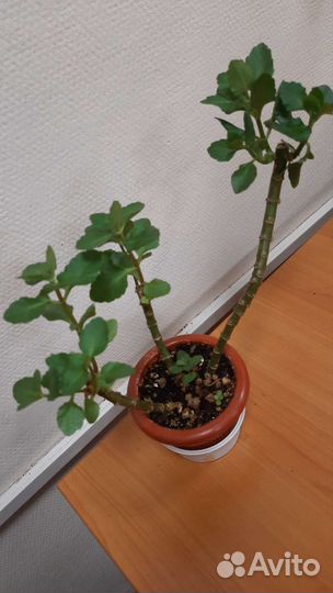 Фиалка, глоксинья, хлорофитум, сингониум, кливия