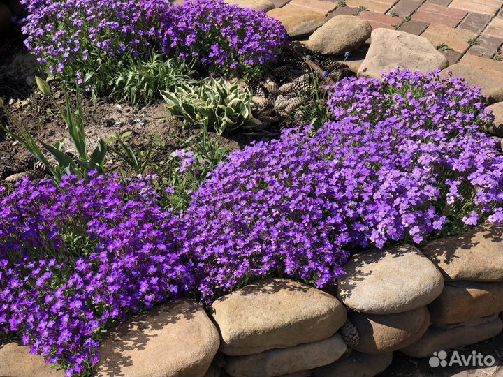 Обриета (многолетник )