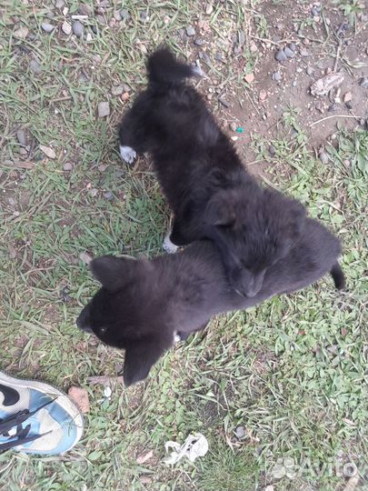 Щенки алабая