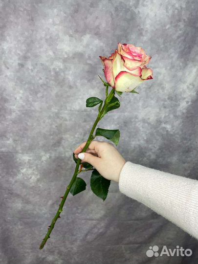 Розы поштучно