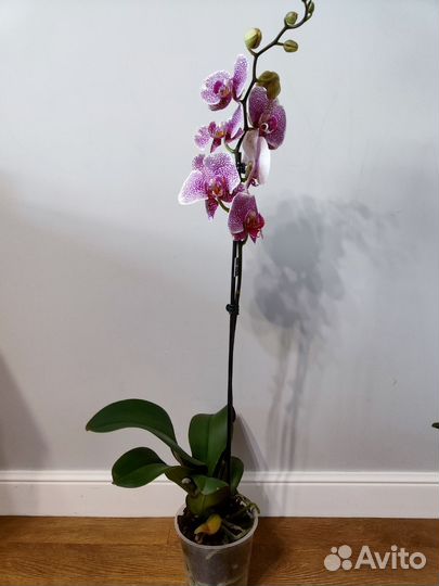 Орхидея фаленопсис Пандора