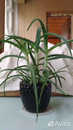 Алоэ цветы лечебные