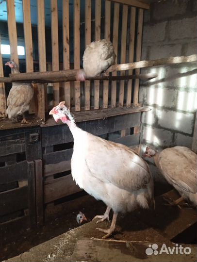 Цесарки птица