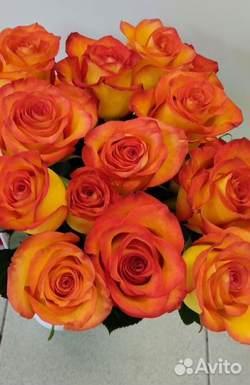 Роза Эквадор