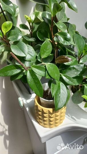 Хойя карноза (возможен обмен)