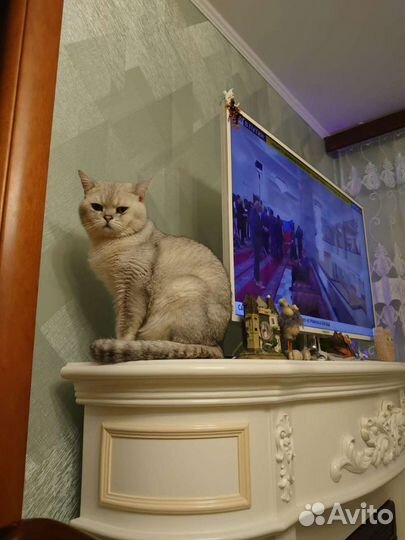 Вязка. Кот Фикс породы Скотиш Страйт