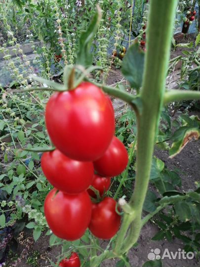 Продаю помидоры на выбор