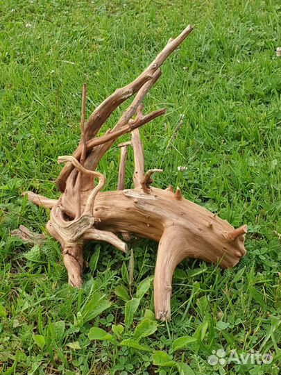 Коряга в террариум