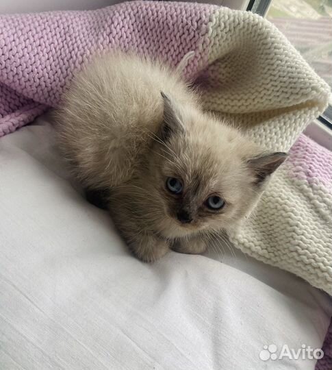 Отдам в добрые руки котят