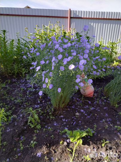 Лен многолетний