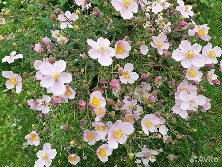 Традесканция садовая,анемониум розовый