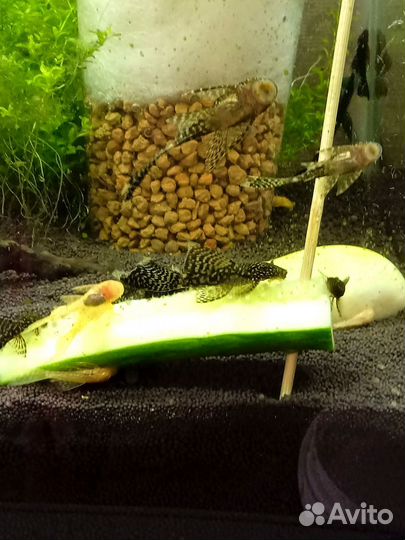 Аквариумные рыбки сомики