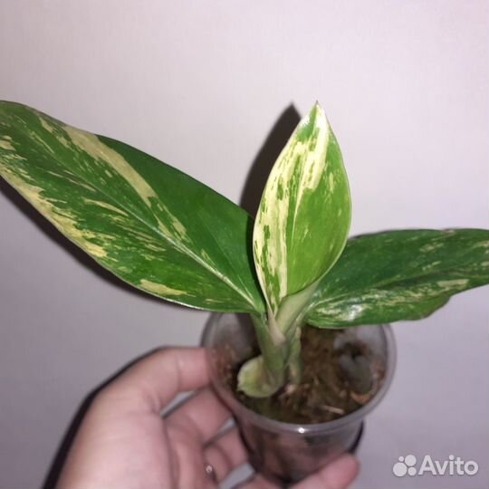 Филодендроны