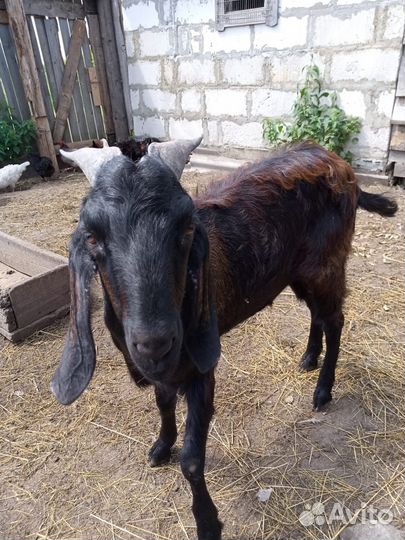 Нубийский козел вязка