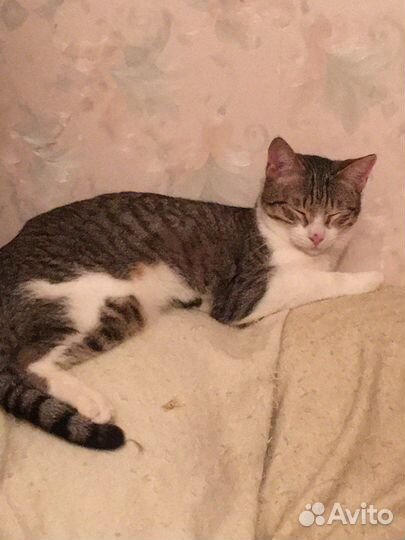 Котенок в семью