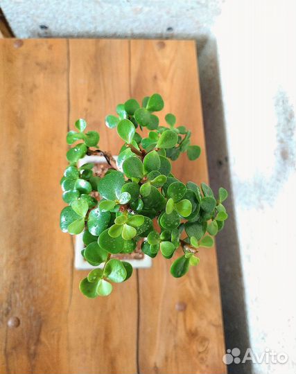 Бонсай Портулакария