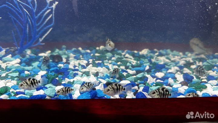 Рыбка сапфировый попугай