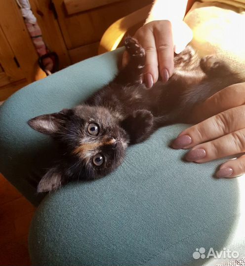 Ласковая кошечка