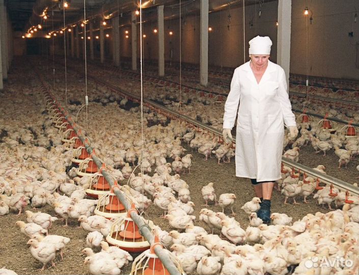 Вахта. Сухарики в Москве. Сортировщик. 20/30/45