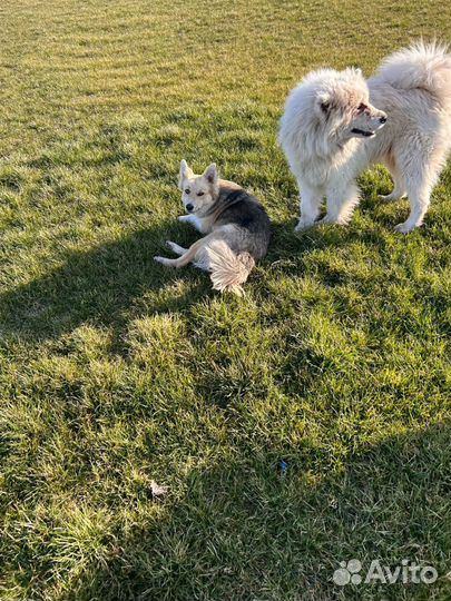 Пастух дояр