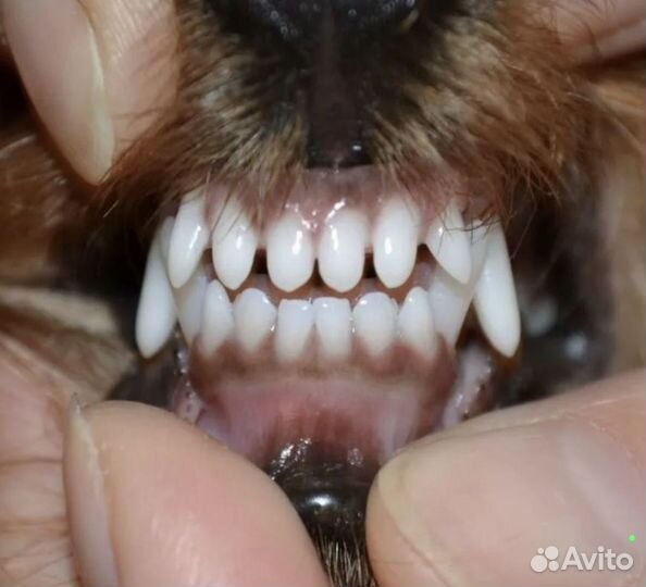 Ультразвуковая чистка зубов собакам