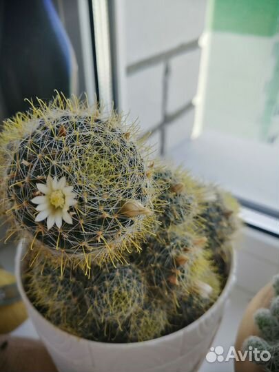 Кактус цветущий