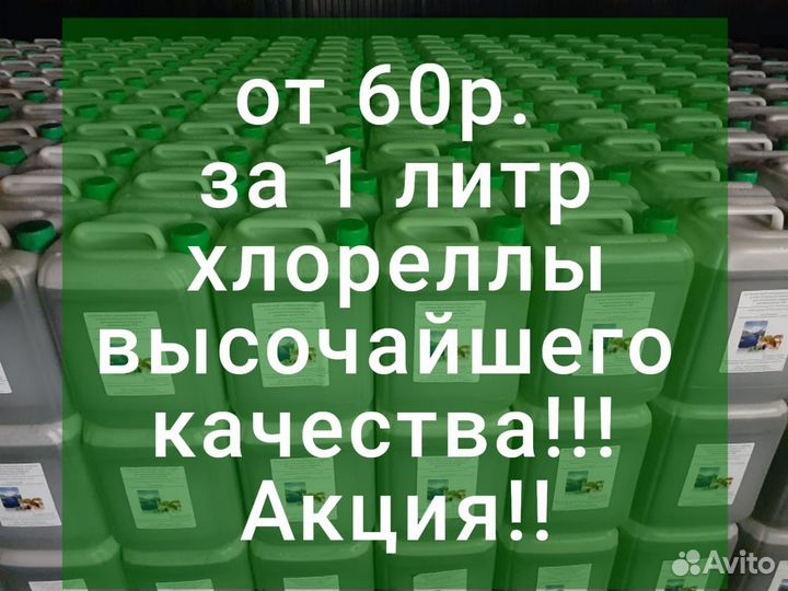 Хлорелла для прудов, водоемов и рыбоводства