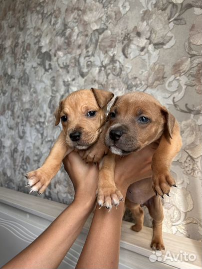 Щенки питбуля