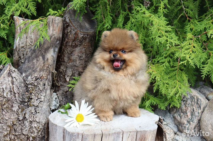 Кукольный мишка