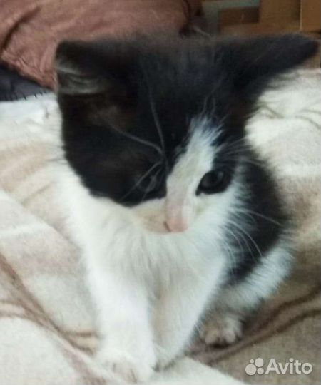 Котята супер ласковые полосатики и чёрные