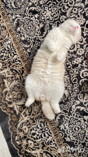 Кот манчкин