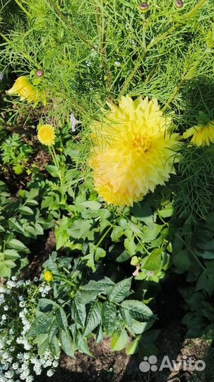 Цветы на срез