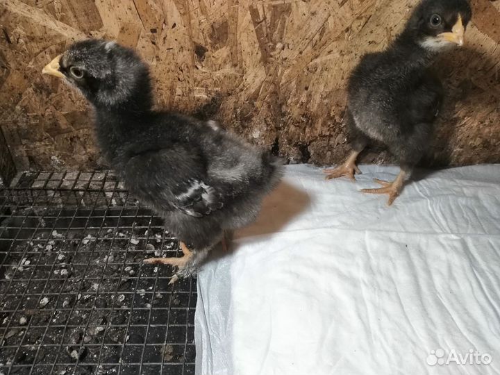 Ия Мехеленской кукушки