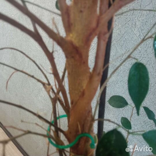 Фикус бенджамина