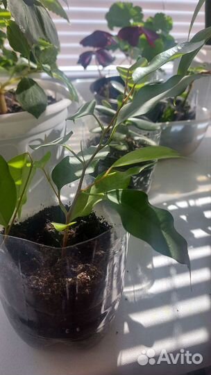 Домашние растения