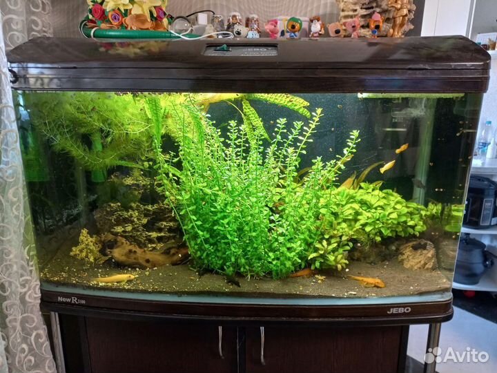 Аквариумные растения прополка