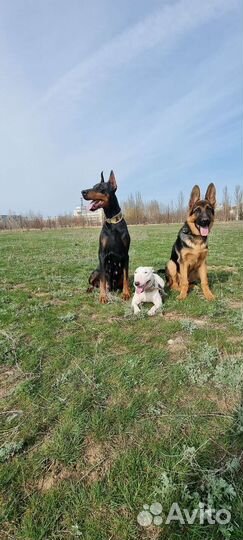 Дрессировка - Передержка собак у кинолога