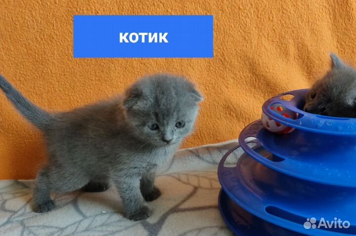 Шотландские котята