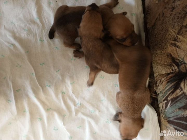 Щенки таксы