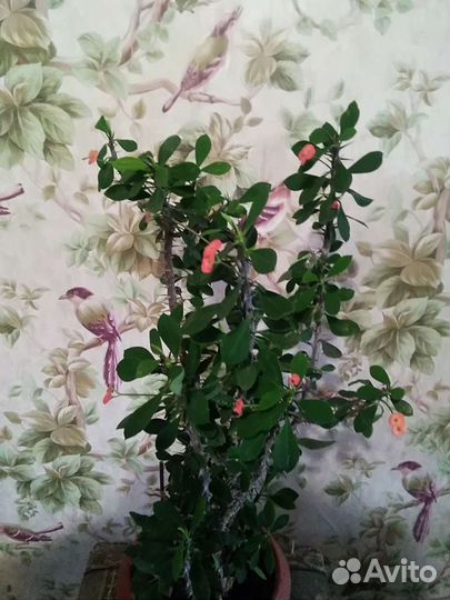 Молочай Миля, терновый венец