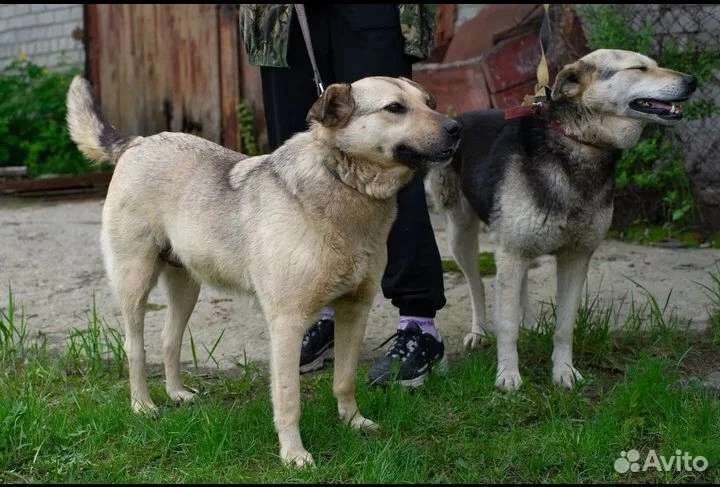 Налли и Фанни