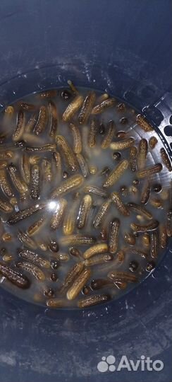 Огурцы соленые бочковые