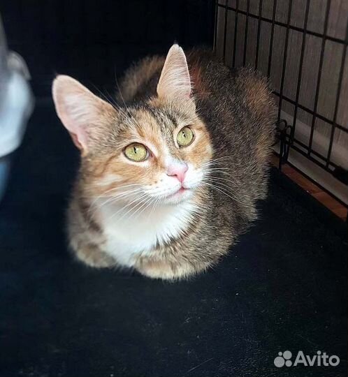 Невзрачная, но очень ласковая кошечка в дар