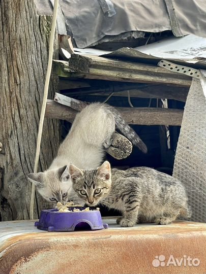 Котята в добрые руки бесплатно