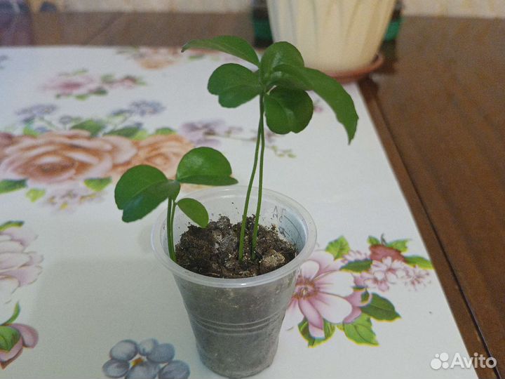 Саженцы мандаринового дерева