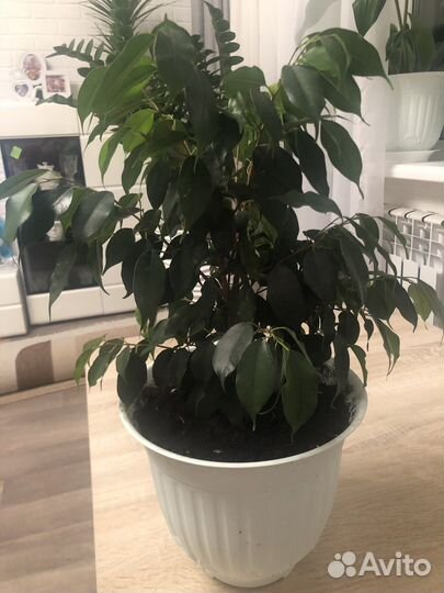 Фикус Бенджамина