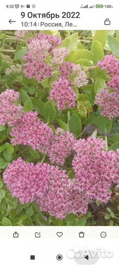 Садовые растения, топинамбур